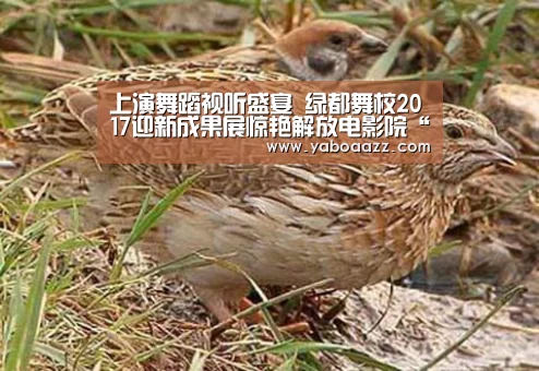 上演舞蹈视听盛宴 绿都舞校2017迎新成果展惊艳解放电影院“亚博体育”(图1)